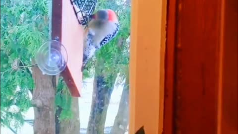 2 Northern Flickers at kitchen window