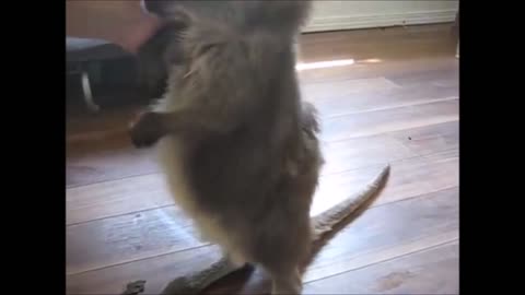 Baby Kangaroos & Joeys to cute to keep jumping around- Funny Videos