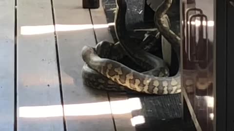 Two Snakes Tangle on the Deck