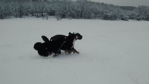 WEEK 8 PUPDATE!! Bernese Mountain Dog Puppies' First Snow! || Ep. 9