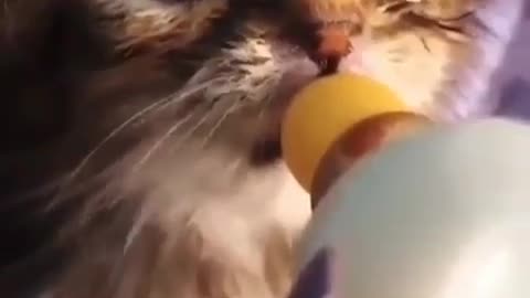 Kitten sucking from the bottle