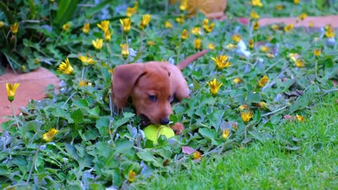 cute little dog playing in the garden