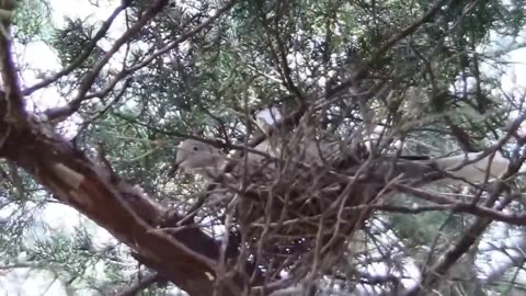 Eurasian Collared Dove Sitting on it's Nest