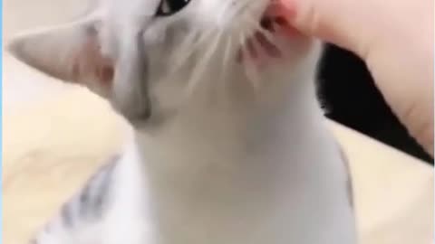 Funny cats when hungry