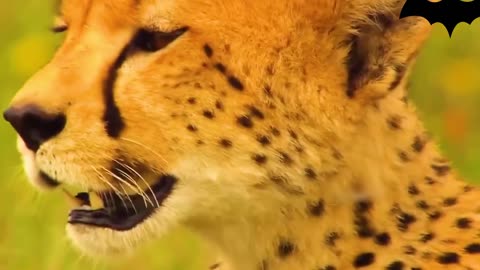 Cheetah: A feline supermodel who flies close to the ground