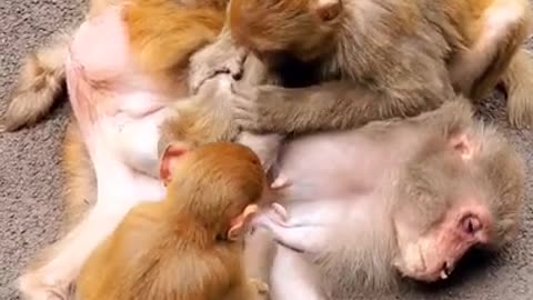 Little Monkeys Take Milk From Their MOM