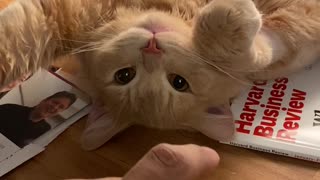 Watch This Kitty Cat Playtime If You Want To Brighten Your Day
