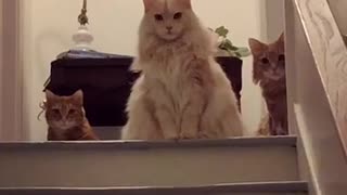 Gatos miran a su dueño de un modo intimidante cuando llega a casa