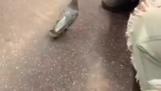 Pigeon walks around subway train