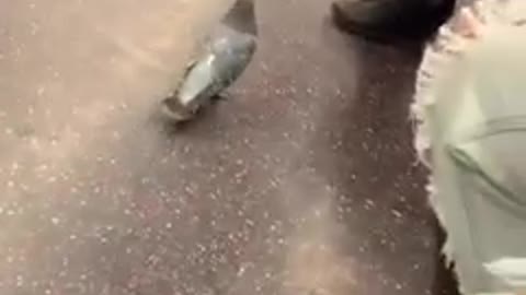 Pigeon walks around subway train