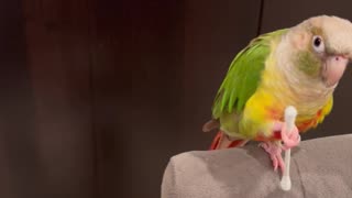 A Parrot Does His Chores