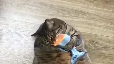 Mama cat hungry