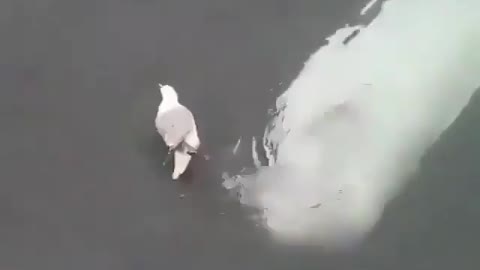 Adorable beluga whale trying to befriend a seagull. How incredible is this? 💙😍⁠⁣⁣⁣