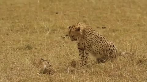 Lion Save Baby Impala From Cheetah Hunting | Lion vs Cheetah vs Impala | Animal Save Another Animal