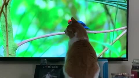 Cat watches wildlife documentary, tries to catch birds on TV
