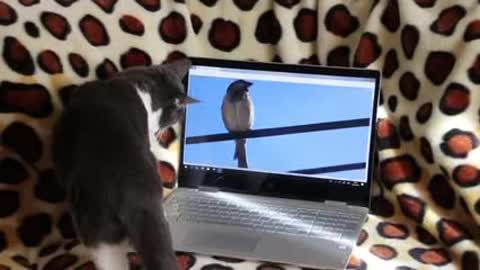 Cat vs birds