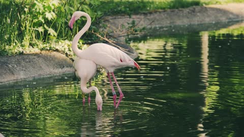 Petting between two flamingo 😍