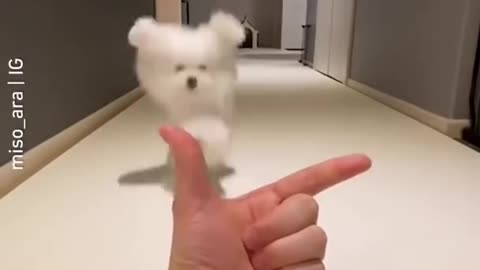 Cut dog complet funny #puppy