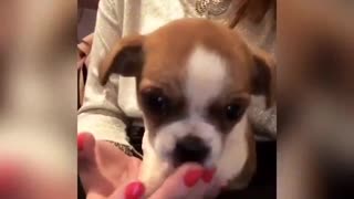 Tiny brown white puppy sits in hands of owner