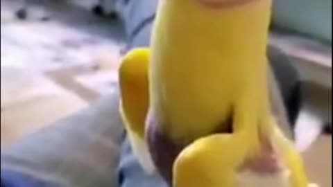 Yellow parrot whistles