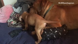 Small brown dog tug of war versus big brown dog