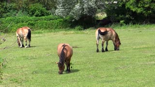 Morning Fresh Day For Triplets Horses In Farm