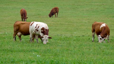 Cows beautiful scene