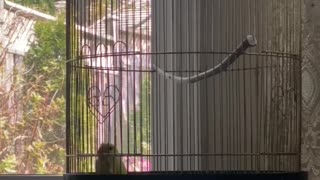 LOVEBIRD ESCAPES FROM CAGE