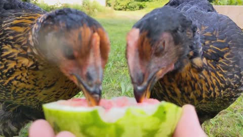 🐔CHICKENS EATING SOME WATERMELON 🍉