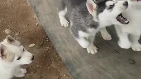 puppies Husky love the wheel!