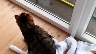 Handicapped cat won't let trauma slow him down