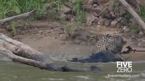 Jaguar Kills Massive Crocodile - The Sighting that Kept on Giving_Cut.mp4