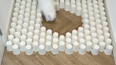 How cat solves the puzzle