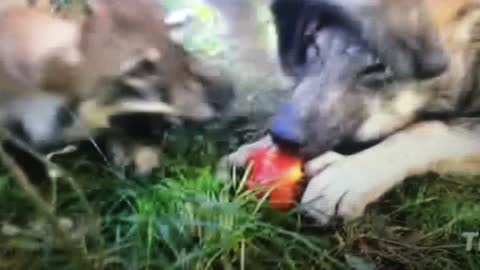 Wolf Plays with Apple