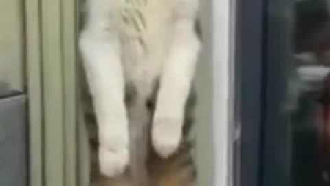 funny cats shocked cat