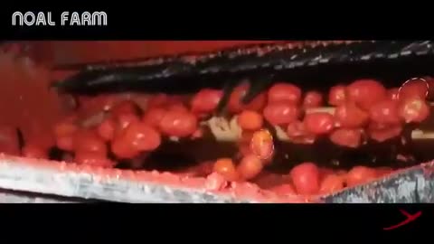 how tomato ketchup is made in factory