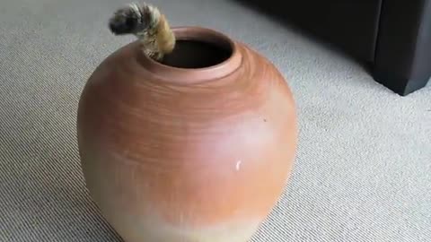 Fat Cat in pot attempt