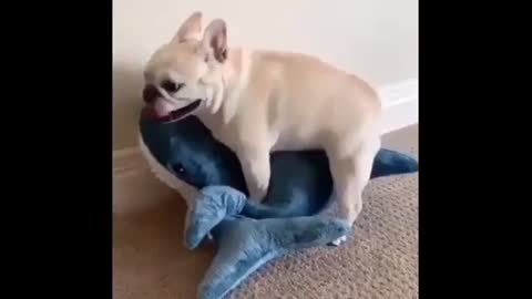 Funny Dog vs Shark video