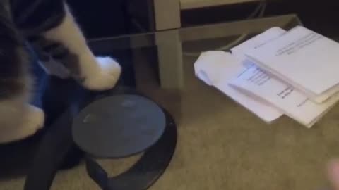 Collab copyright protection - roary cat knocks over black cup