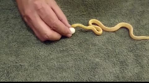 Tiny Snake Eats Egg