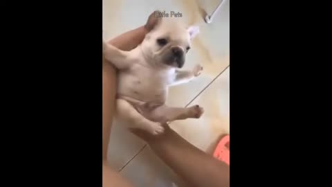 Watch This Cute Adorable Puppy