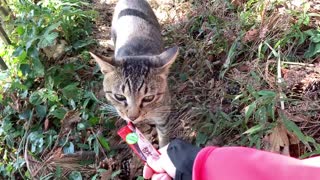 Street cat eating snacks