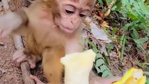 Why Do Monkeys Love Bananas?