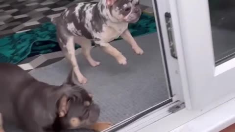 FUNNY DOGS: The girls need their mouths washing out LOL