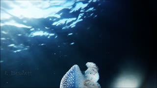 Free Diver Observes Strange Creatures near Palau