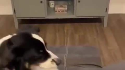 funny dog reaction
