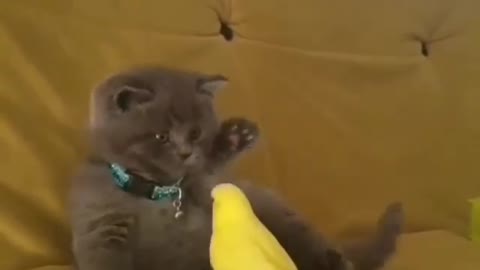 Cat funny video with bird