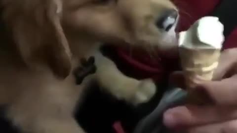 Funny cute dog eating ice cream