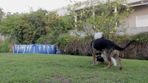 2 Dogs Playing in Backyard