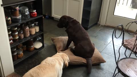 Labrador sitting on pillow gets dragged by buddy